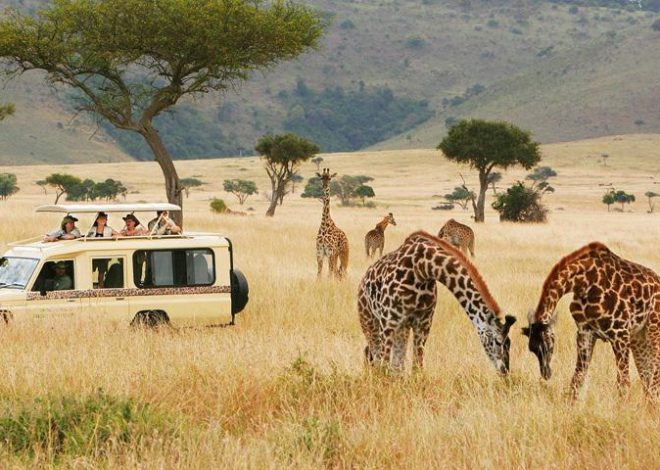 Kenya Tanzania Safaris: Embark on a Journey of Wild Adventures and Cultural Riches 2024