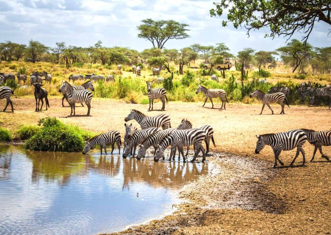 Tanzania Safari: Embark on a Wild Adventure Through Africa’s Wilderness 2024