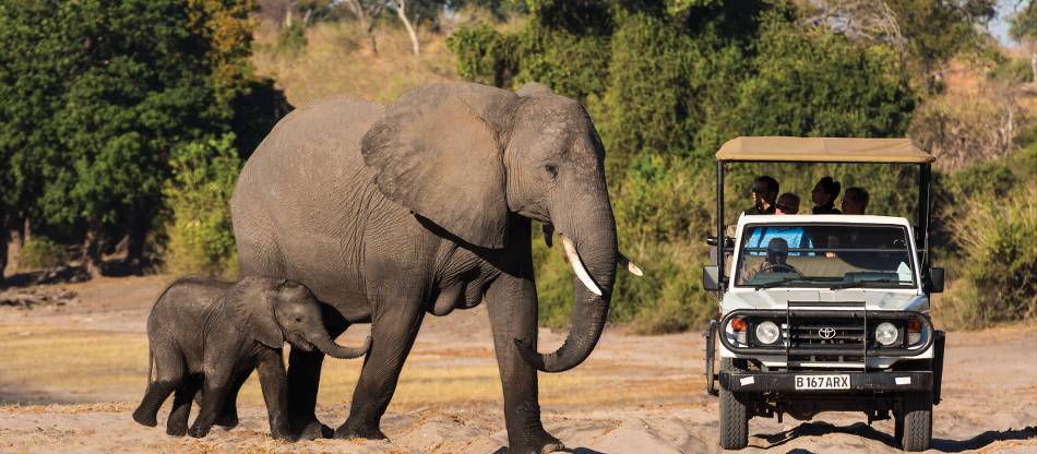 Wildlife Safari Tour: Explore Nature’s Wonders with Expert Guides 2024